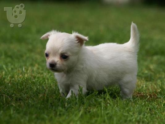 Cavapoo Red